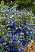 Lithodora Boranginaceae