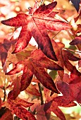 Liquidambar styraciflua sweet gum