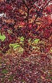 Liquidambar styraciflua Sweet Gum