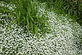 Galium Odoratum Sweet Woodruff