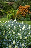 White tulips and blue forget-me-nots in borders