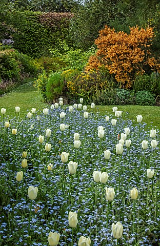 White_tulips_and_blue_forgetmenots_in_borders