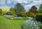 Border of white tulips and blue forget-me-nots