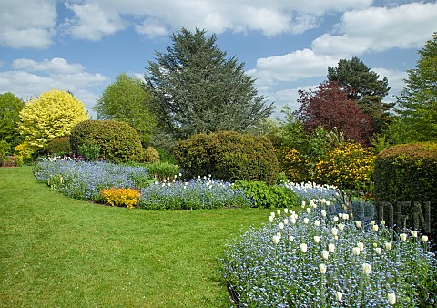Border_of_white_tulips_and_blue_forgetmenots