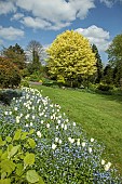Border of white tulips and blue forget-me-nots