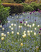 Border of Alliums, white tulips and blue forget-me-nots i