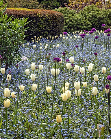 Border_of_Alliums_white_tulips_and_blue_forgetmenots_i