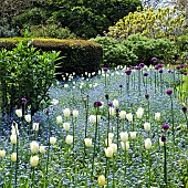 Border of white tulips Alliums and forget-me-nots