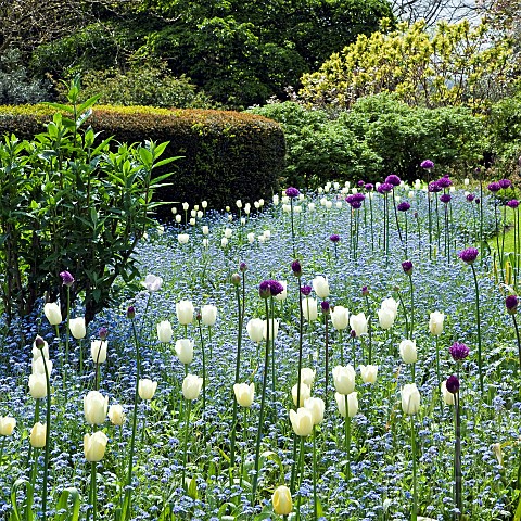 Border_of_white_tulips_Alliums_and_forgetmenots