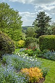 Border of white tulips and blue forget-me-nots