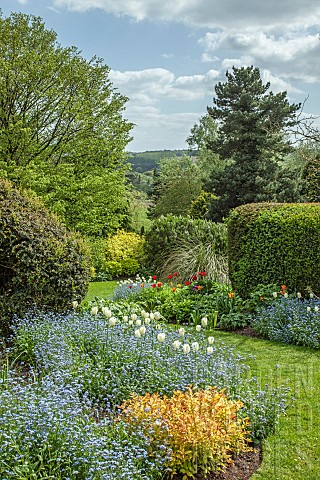 Border_of_white_tulips_and_blue_forgetmenots