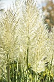 Cortaderia Selloana Sunningdale Silve