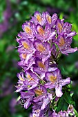 Rhododendron Ponticum Hybrid Windsor Lad