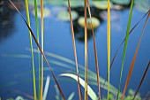 Sedge on pond margins