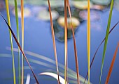 Sedge on pond margins