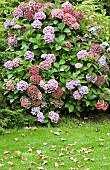 Hydrangea Macrophylla