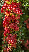 Berberis Carminea