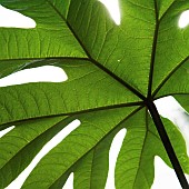 Castor Oil Plant Ricinus Communis