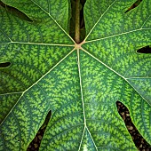 Ricinus Communis Zanzibariensis Castor Oil Plant