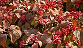 Viburnum V.farreri