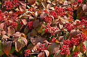 Viburnum V.farreri