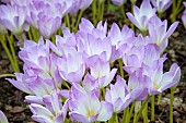 Colchicum Autumn Crocus, Naked Ladies