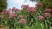 Eupatorium E. purpureum Joe Pye weed