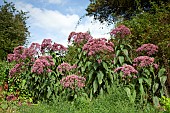 Eupatorium E. purpureum Joe Pye weed