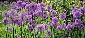 Alliums Ornamental onion