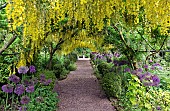 Laburnum arch Laburnocytisus Adamii x watereri vossii