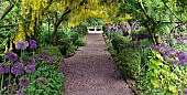 Laburnum arch Laburnocytisus Adamii x watereri vossii