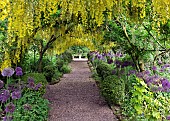 Laburnum arch Laburnocytisus Adamii x watereri vossii