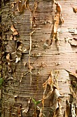 Betula Utilis Ermanii