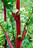 Ruby Chard