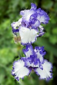 Iris germanica Alizes