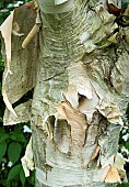 Betula Utilis Jacquemontii White Birch