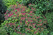 Kalmia Latifolia Laurel bush