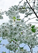 Prunus Shirotae flowering cherry tree