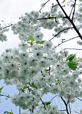 Prunus_Shirotae_flowering_cherry_tree