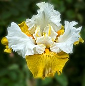 Iris Snow Moon