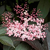 Sambucus Nigra Black Beauty