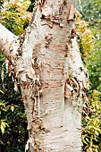 Betula ermanii tree