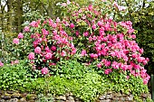 Rhododendron