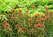 Euphorbia griffithi Fireglow