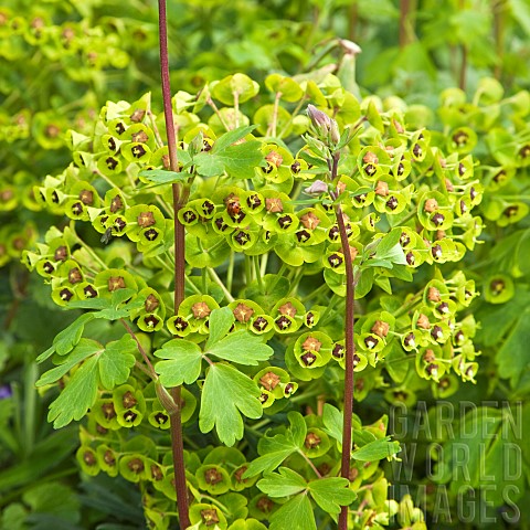Euphorbia_martinii