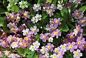 Primula or Primrose in woodland garden