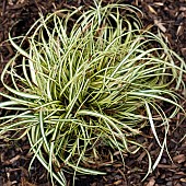 Carex Oshemensis Evergold