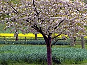 Prunus Accolade Ornamental Cherry