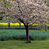 Prunus Accolade cherry tree