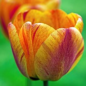 Tulip Tulipa Apeldoom Elite